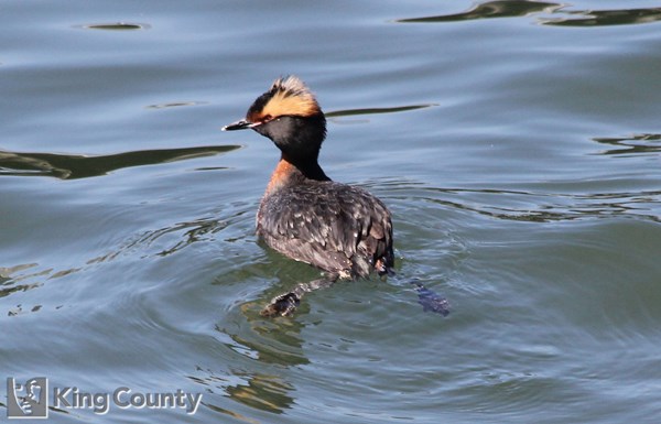 Photo of Podiceps auritus